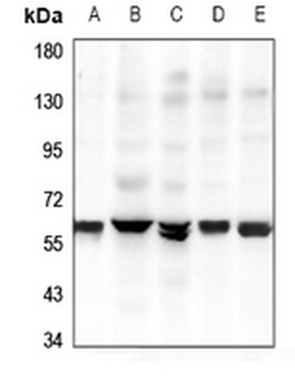 GPR37L1 Antibody
