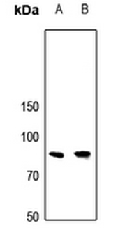 APBB2 Antibody