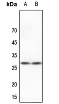 HSPB2 Antibody