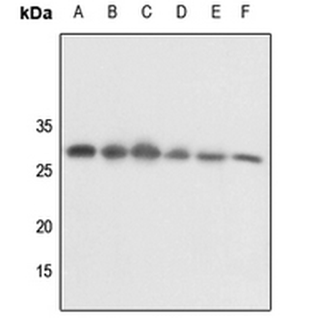 14-3-3 theta/tau (pS232) Antibody