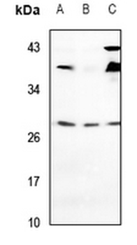 VTI1A Antibody
