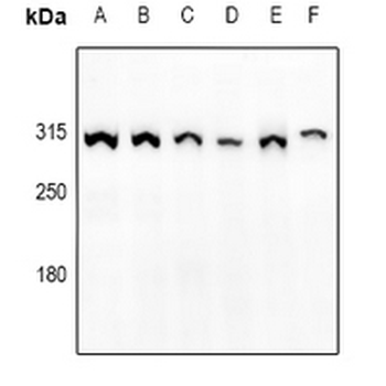 mTOR (pS2448) Antibody