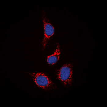 STAM2 Antibody