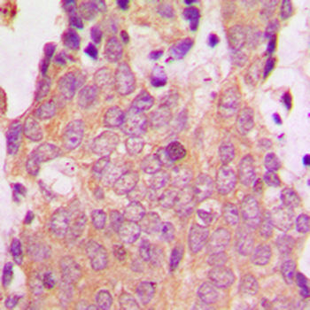 NSG1 Antibody