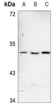 CD213a1 Antibody