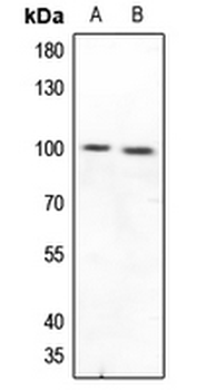 CD210a Antibody