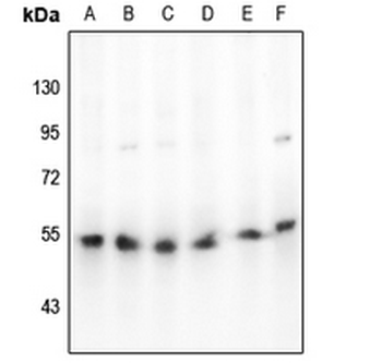 Beta-arrestin-1 Antibody