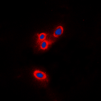 Merlin Antibody