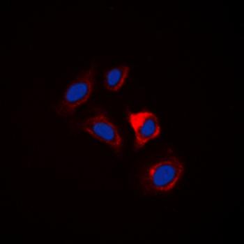 Separase Antibody