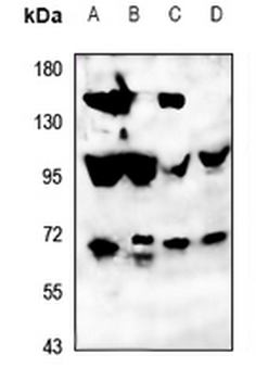ATG16L2 Antibody