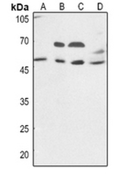 VIPR1 Antibody
