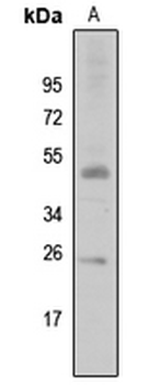 SIAH2 Antibody