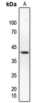 hnRNP G Antibody