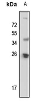 POLR2E Antibody