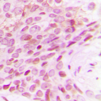 POLR2E Antibody