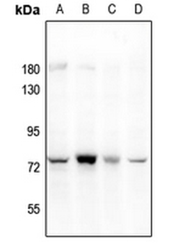 PARP3 Antibody