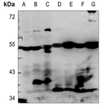 NPDC1 Antibody
