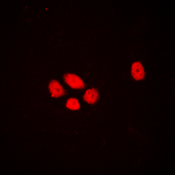 DLX3 Antibody