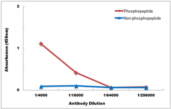 CDK5 (pY15) Antibody