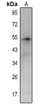 CCR4 Antibody