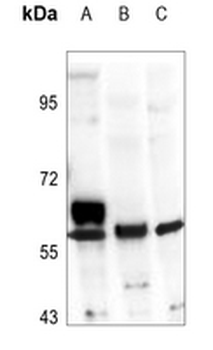 ALDH1A2 Antibody