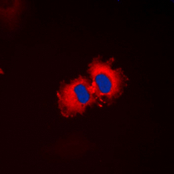 ALDH1A2 Antibody