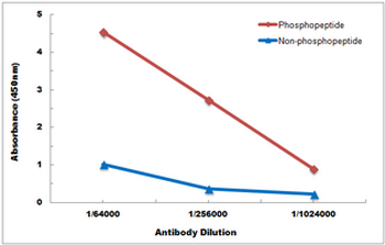 ACC alpha (pS80) Antibody