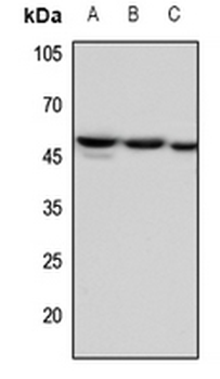 Factor IX LC Antibody