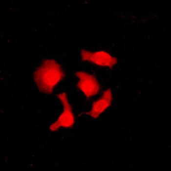 CABLES1 Antibody