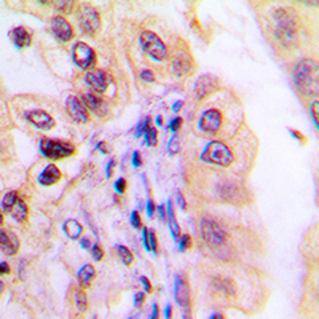 USP32 Antibody