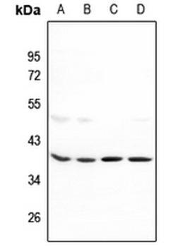 MRPL39 Antibody