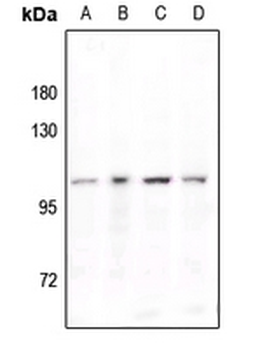 STAT6 (pY641) Antibody