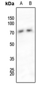 SHPTP2 (pY542) Antibody