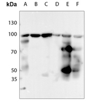 HSP90 beta (pS254) Antibody