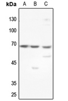 GCKR Antibody