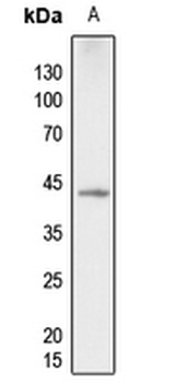 p38 (pT180) Antibody