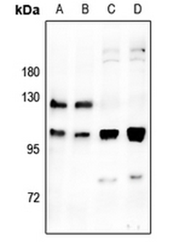 M Cadherin Antibody