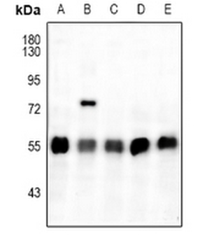 ATF4 (pS245) Antibody