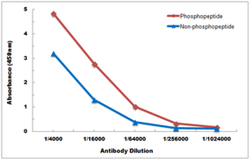 ATF4 (pS245) Antibody