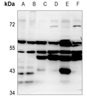 EMR4 Antibody
