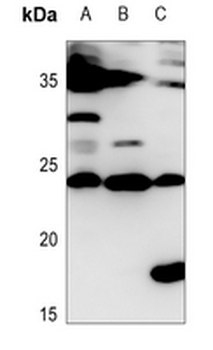 IL-28A Antibody