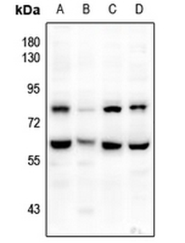 CD172a Antibody