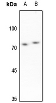 SENP3 Antibody