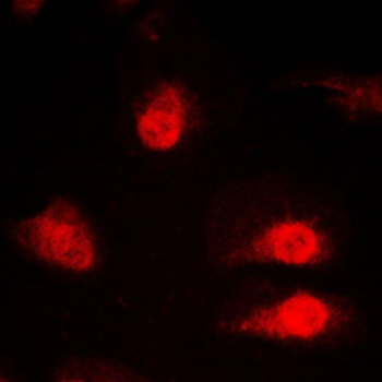hnRNP Q Antibody