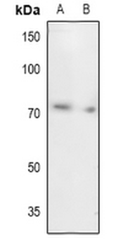 UBA2 Antibody