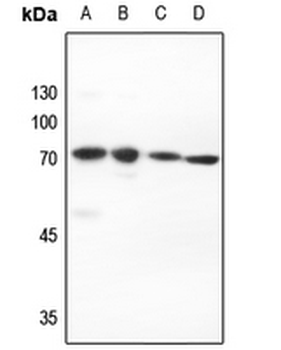 PIAS2 Antibody