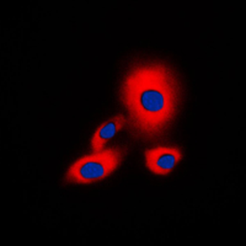 14-3-3 zeta (pS58) Antibody
