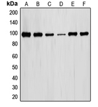 STAT6 Antibody