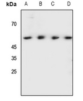 SHB (pY246) Antibody