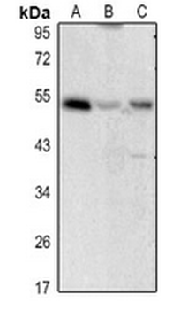 CD122 Antibody